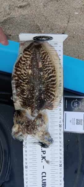 Fish Measure Picture